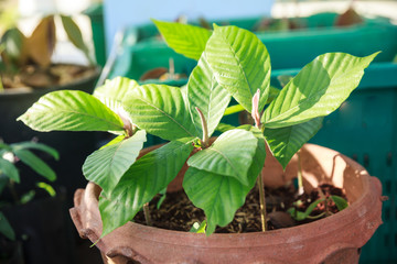 Woman with gloves spraying trees against plant.