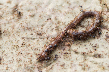 Ants eating worms,select focus
