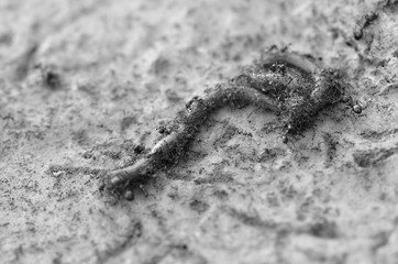 Ants eating worms,select focus