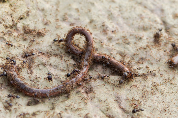 Ants eating worms,select focus