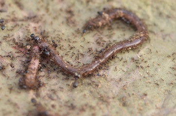 Obraz na płótnie Canvas Ants eating worms,select focus
