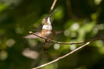 Estrelinha-ametista Fêmea (Calliphlox amethystina) | Amethyst Woodstar female fotografado em Santa Teresa, Espírito Santo -  Sudeste do Brasil. Bioma Mata Atlântica.