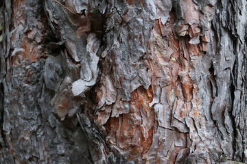 Pine bark - a natural texture for design, background and graphics for computer games