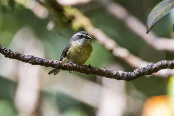 Cambacica (Coereba flaveola) | Bananaquit fotografado em Santa Teresa, Espírito Santo -  Sudeste do Brasil. Bioma Mata Atlântica.