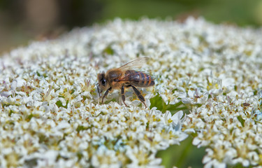bees