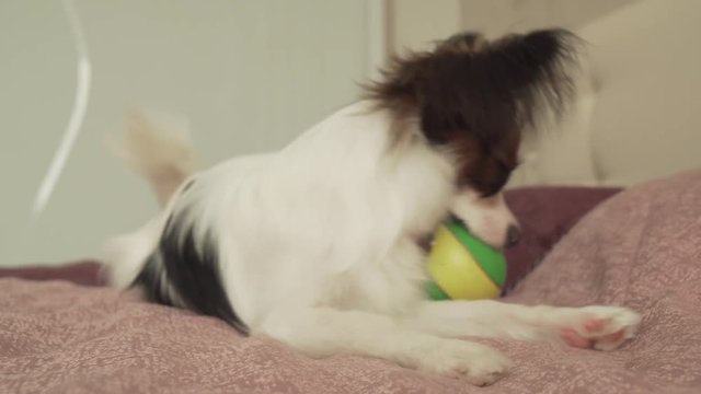 Papillon Continental Toy Spaniel puppy plays funny with ball stock footage video