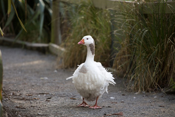 Goose walking down path