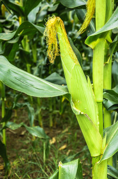 The growing sweet corn closeup in the field 