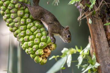 Caxinguelê (Guerlinguetus ingrami)   Brazilian squirrel fotografado em Santa Teresa, Espírito Santo -  Sudeste do Brasil. Bioma Mata Atlântica. © Leonardo
