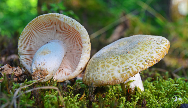  russula virescens mushroom