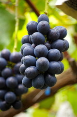 ナガノパープル