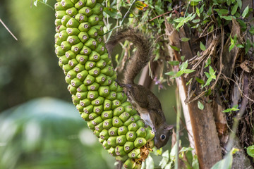 Caxinguelê (Guerlinguetus ingrami) | Brazilian squirrel fotografado em Santa Teresa, Espírito Santo -  Sudeste do Brasil. Bioma Mata Atlântica.
