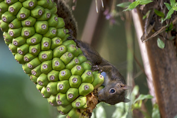 Caxinguelê (Guerlinguetus ingrami)   Brazilian squirrel fotografado em Santa Teresa, Espírito Santo -  Sudeste do Brasil. Bioma Mata Atlântica. © Leonardo
