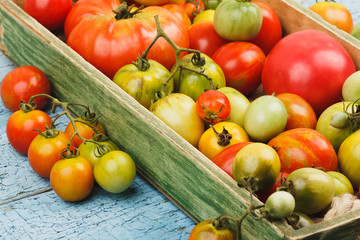 Fototapeta na wymiar Set of different sorts of ripe tomatoes in the wooden tray
