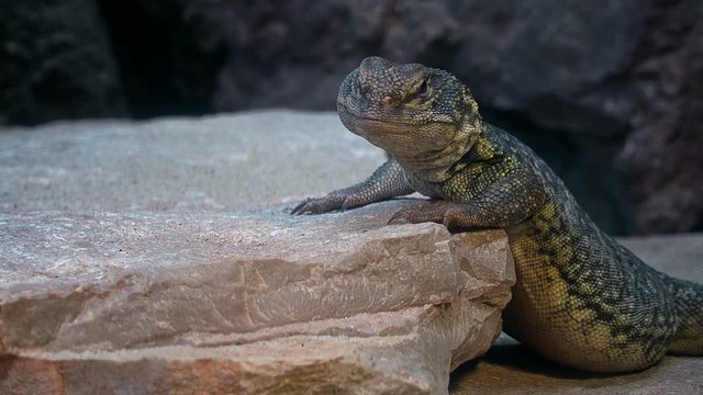 North African mastigure (Uromastyx acanthinura)