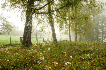 Herbstlandschaft, Ruhe, Stille Depression, Traurigkeit, herbstliche Melancholie :)