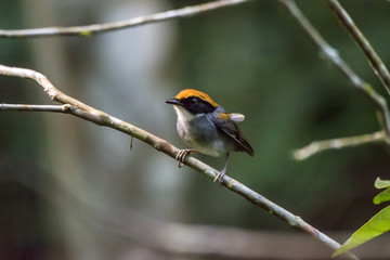 Cuspidor-de-máscara-preta (Conopophaga melanops) | Black-cheeked Gnateater  fotografado em Santa Teresa, Espírito Santo -  Sudeste do Brasil. Bioma Mata Atlântica.