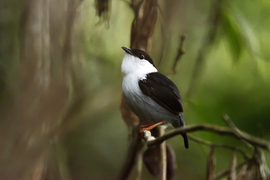 Rendeira (Manacus manacus) | White-bearded Manakin fotografado em Viana, Esp&iacute;rito Santo -  Sudeste do Brasil. Bioma Mata Atl&acirc;ntica. 