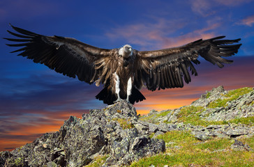 griffin against sunset sky