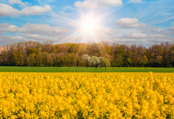 Fototapeta na wymiar Beautiful landscape with yellow field and sun rays