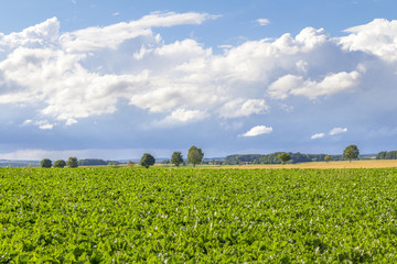 Fototapeta na wymiar rural landscape with clouds