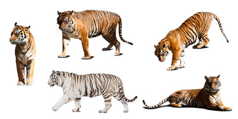  set of  tigers. Isolated  over white