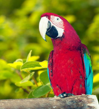   Red-and-green Macaw