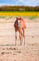 Close up portrait of a foal with white spots standing and looking to the camera