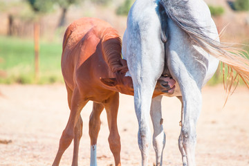 Baby foal drinking milk