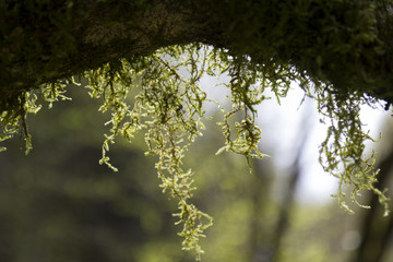 mossy branch nature green forest