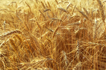 golden wheat field and sunny day