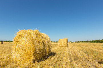 Fototapeta premium Golden Wheat Field