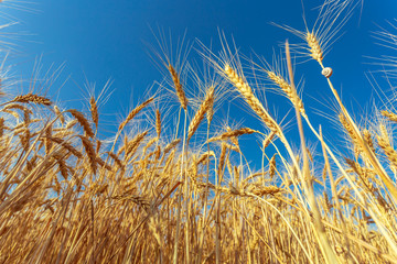 golden wheat field and sunny day
