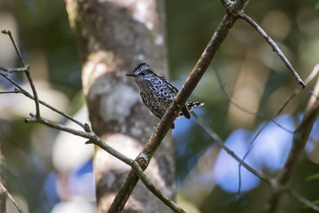 Pintadinho (Drymophila squamata) | Scaled Antbird fotografado em Domingos Martins, Espírito Santo -  Sudeste do Brasil. Bioma Mata Atlântica. 