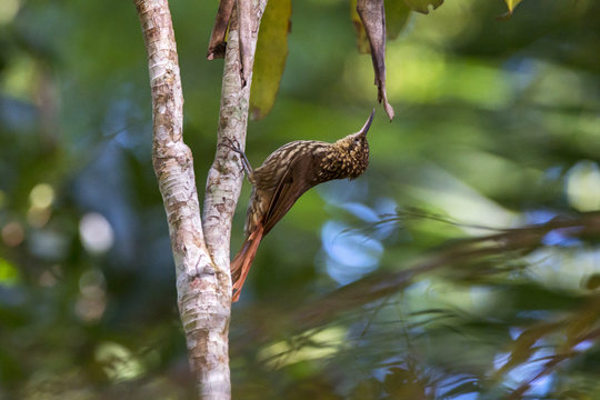 Arapaçu-rajado (Xiphorhynchus fuscus) | Lesser Woodcreeper fotografado em Domingos Martins, Espírito Santo -  Sudeste do Brasil. Bioma Mata Atlântica. 