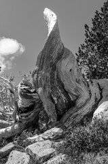 Black and White Photography of a twisted tree trunk - 169782745