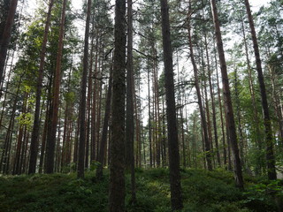 Obraz premium cloudy pine wood