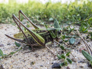 very big grasshopper