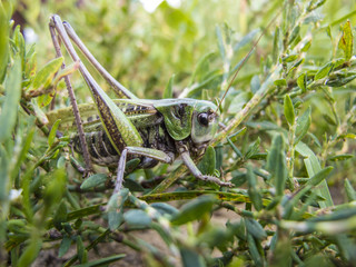 very big grasshopper, close up