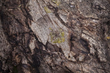 Closeup of an old trunk, background