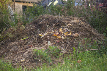 heap of food waste