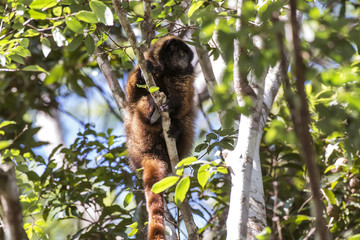 Guigó (Callicebus personatus) | Masked titi monkey fotografado em Domingos Martins, Espírito Santo -  Sudeste do Brasil. Bioma Mata Atlântica. 