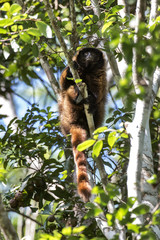 Guigó (Callicebus personatus) | Masked titi monkey fotografado em Domingos Martins, Espírito Santo -  Sudeste do Brasil. Bioma Mata Atlântica. 