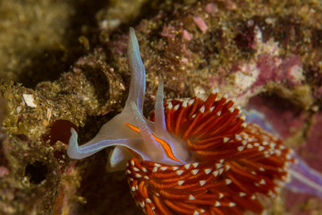 Hermissenda crassicornis nudibranch