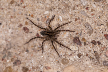 small black spider on concrete, close up 