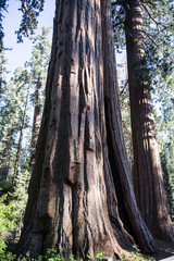 Sequoia and Kings national parks
