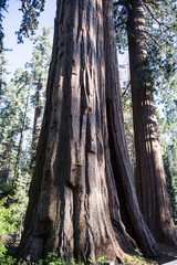 Fototapeta na wymiar Sequoia and Kings national parks
