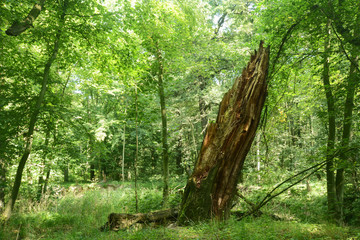 Fototapeta premium Landschaft 438