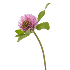 Clover or trefoil flower medicinal herbs isolated on white background cutout