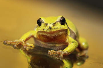 close up of a curious green tree frog